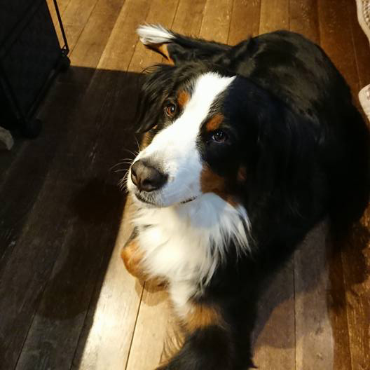 焼きいもを待つ、おねだりハナ。