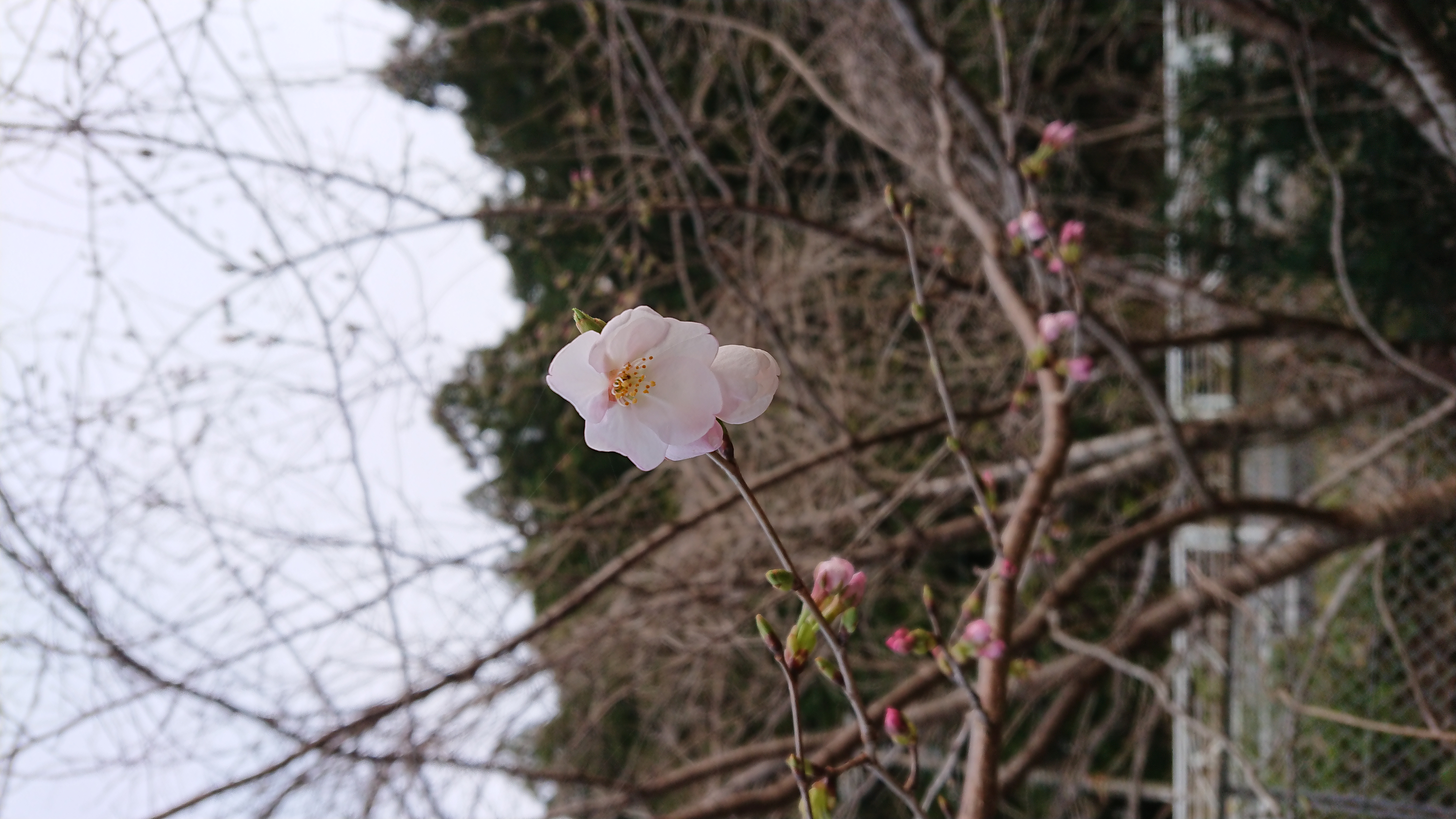 2019春、もう少しです。