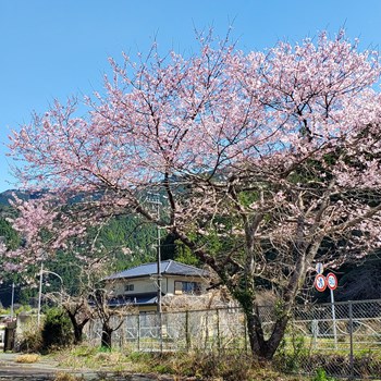 Fwd: 2020桜